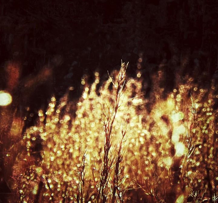 Grass with a fiery background