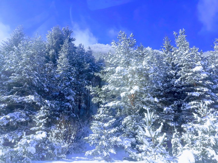 snow forest