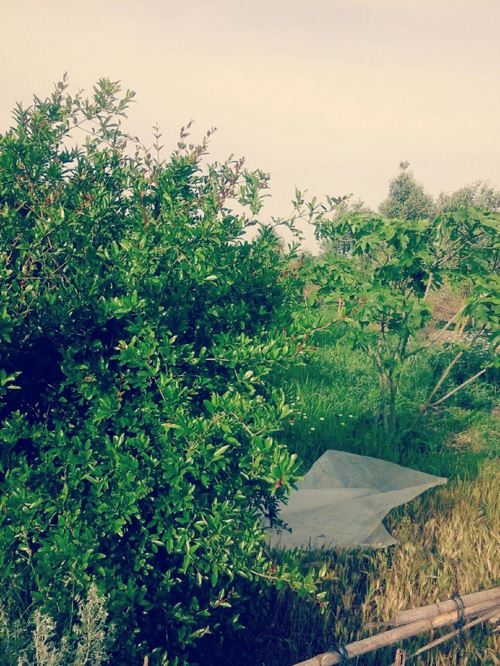 nature nice