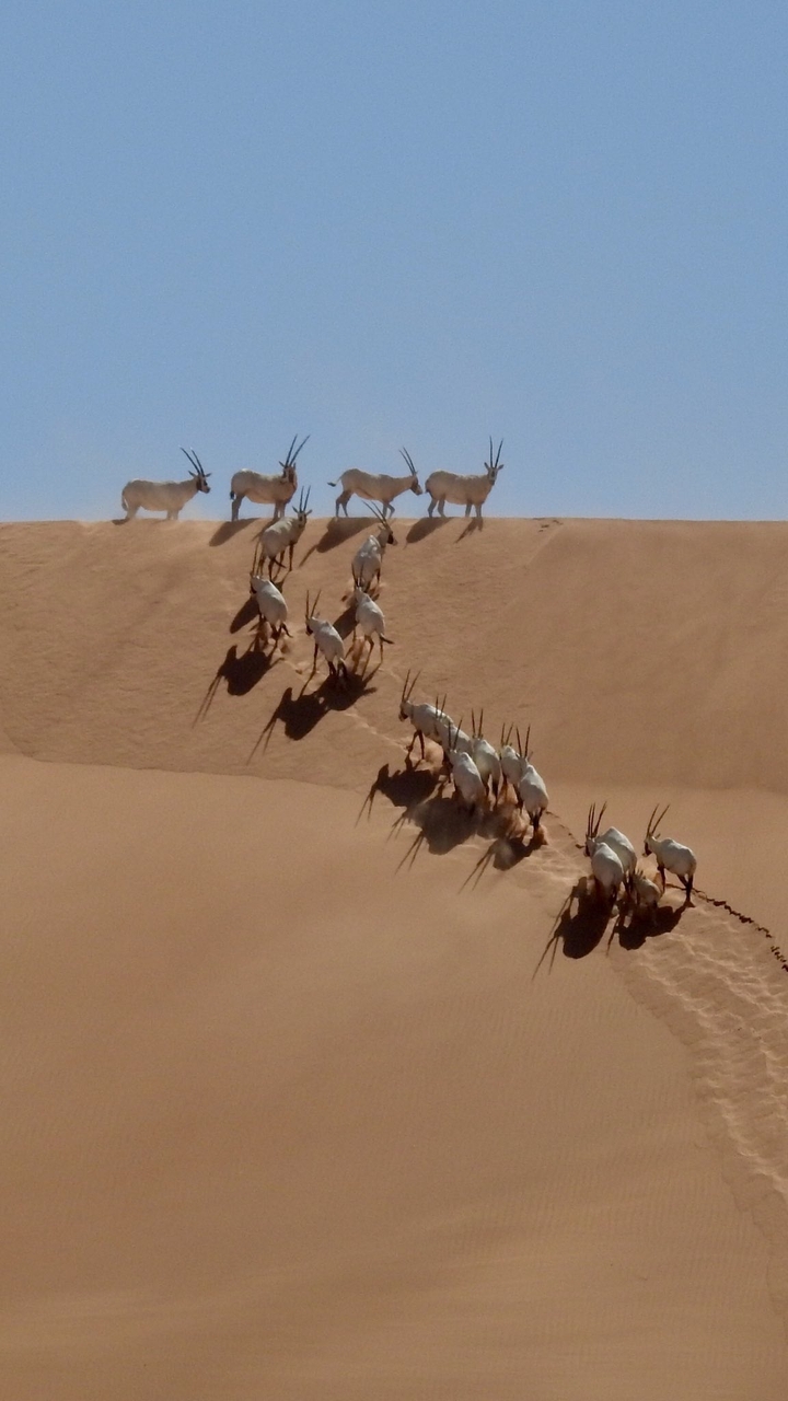 The Arabian Oryx