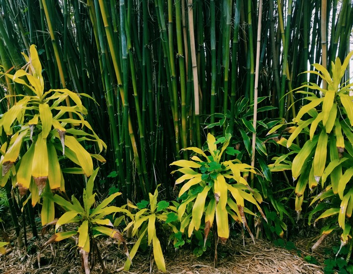Bamboo