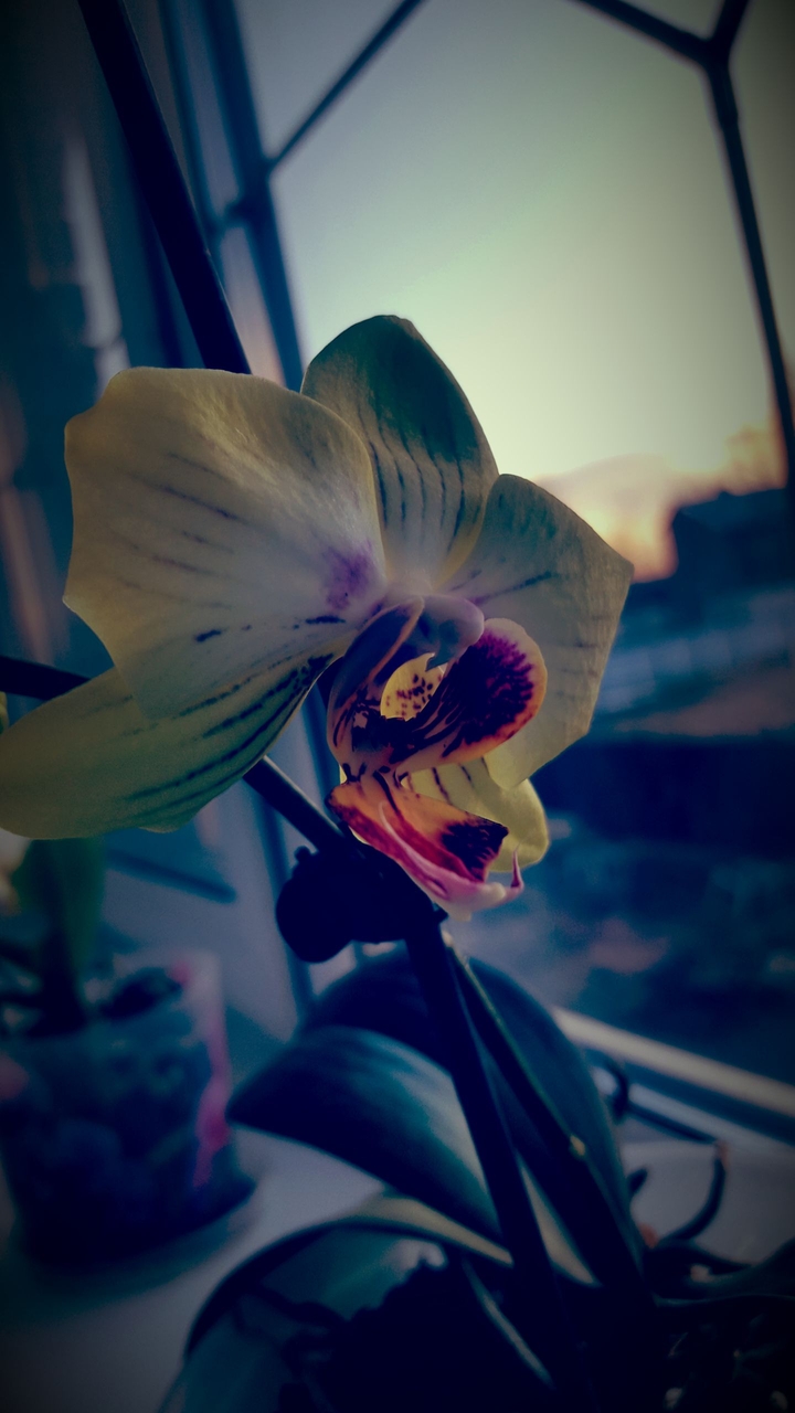 flower