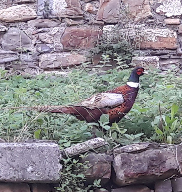 pheasant