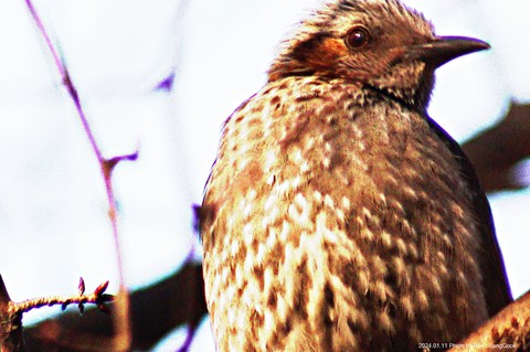 bird, songbird壁紙