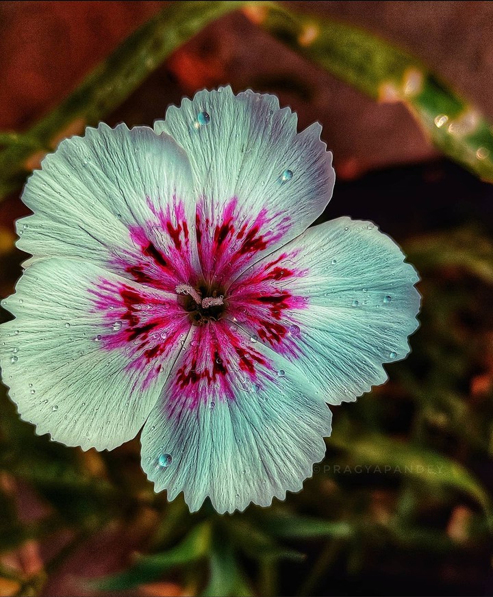 Carnation