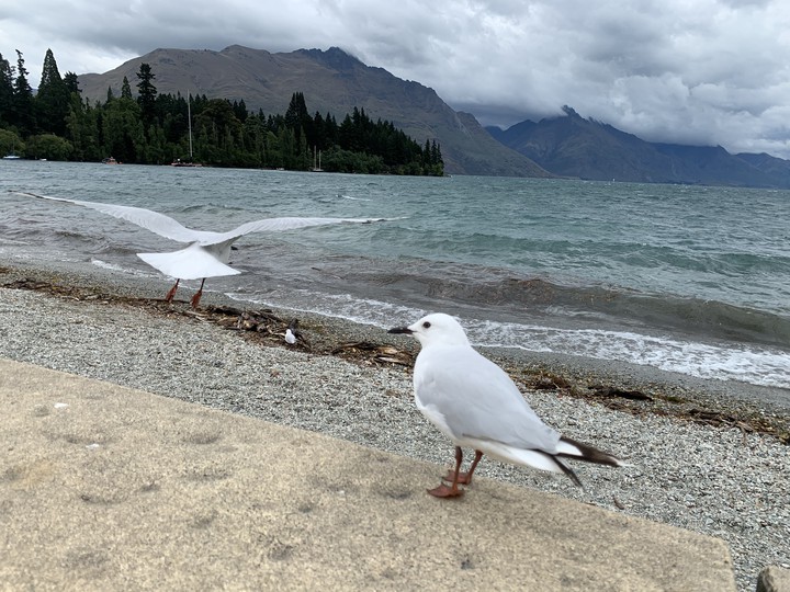 gull