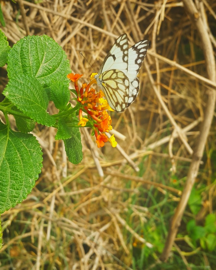 butterfly