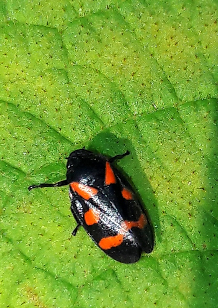 insects