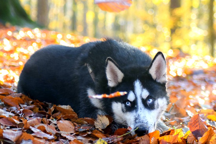 dog