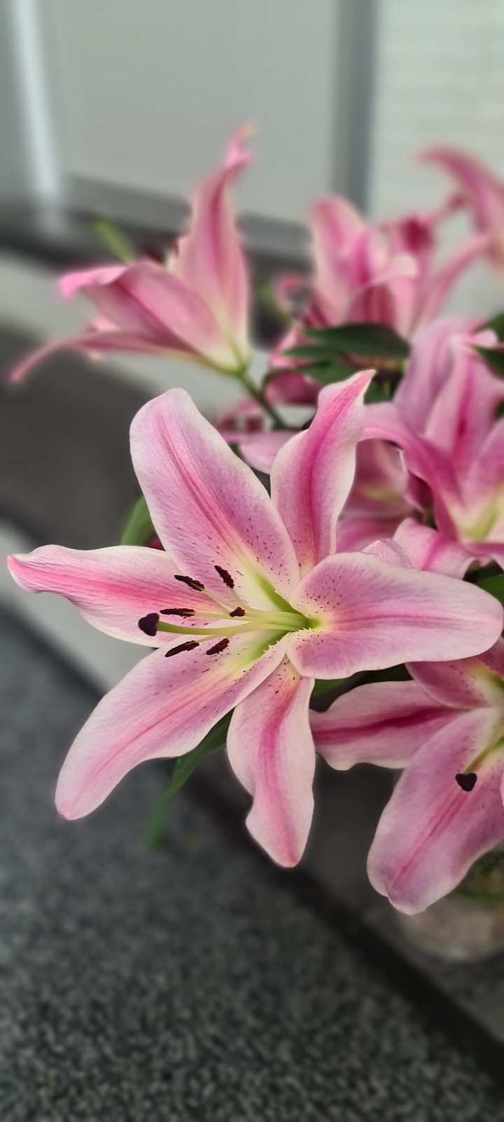 Blume