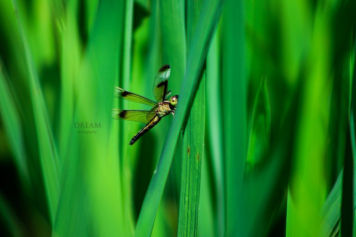 Nature