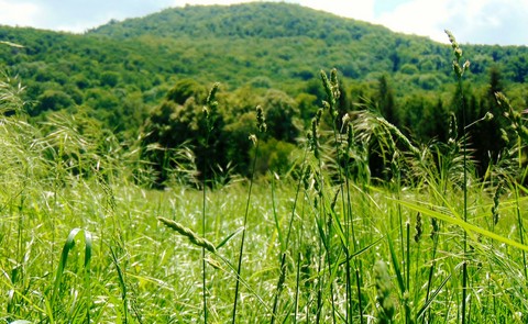 The Grass