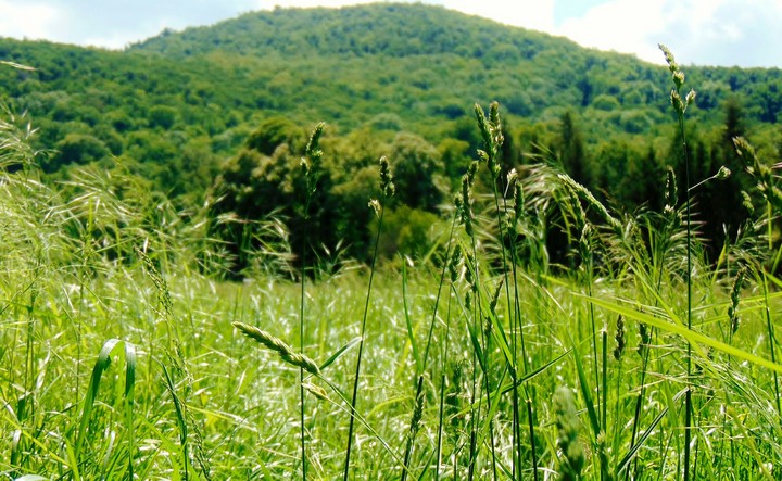 The Grass