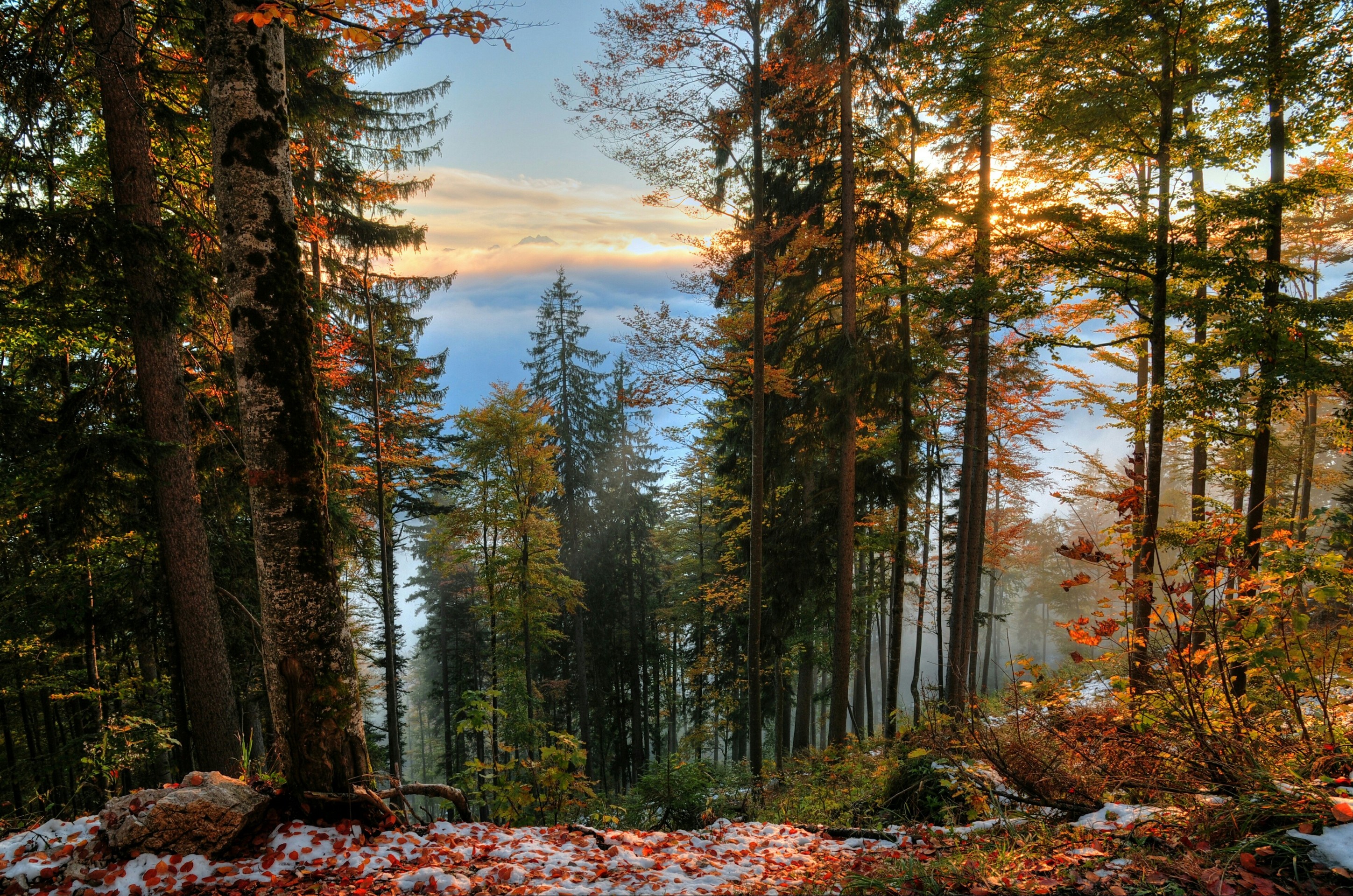 Autumn forest❤