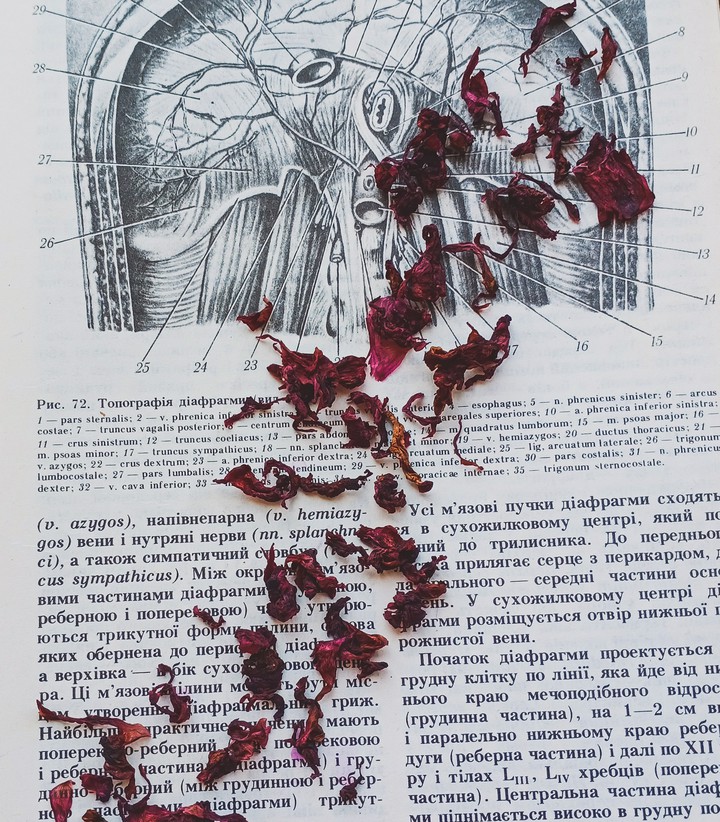 Anatomy