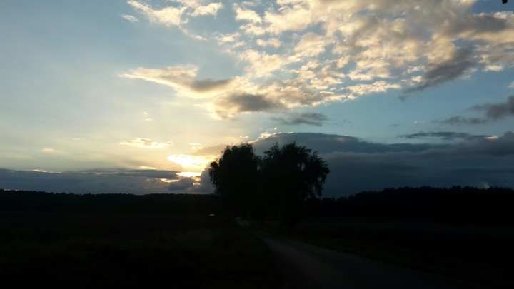 Herzbaum