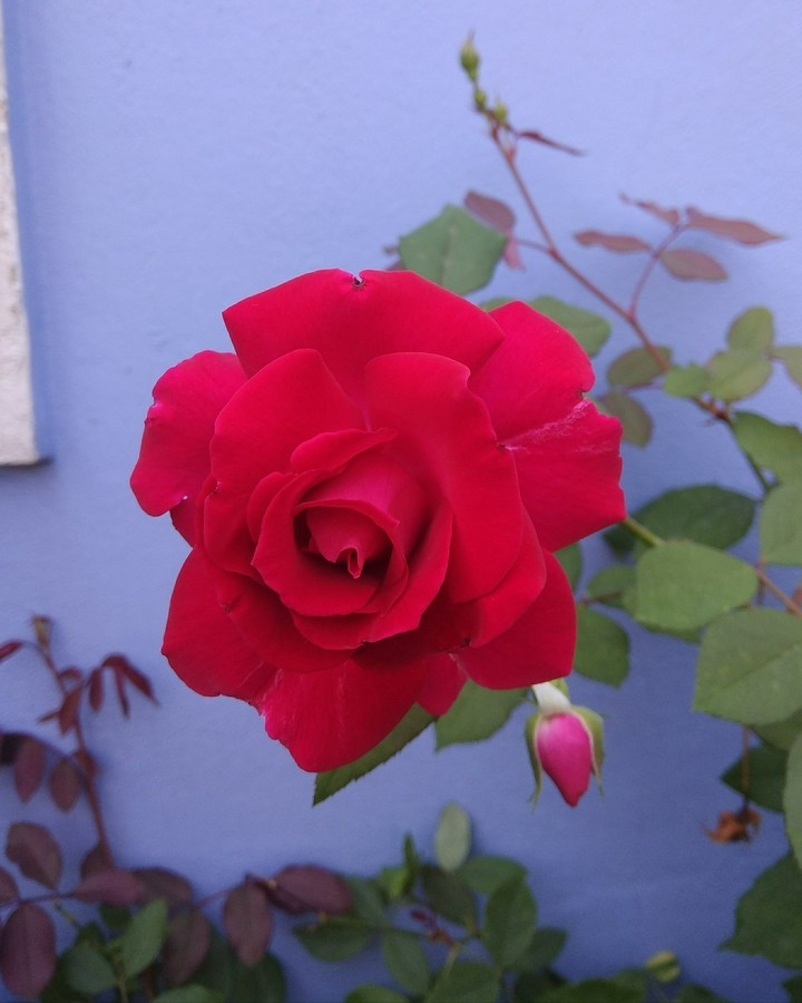 rose