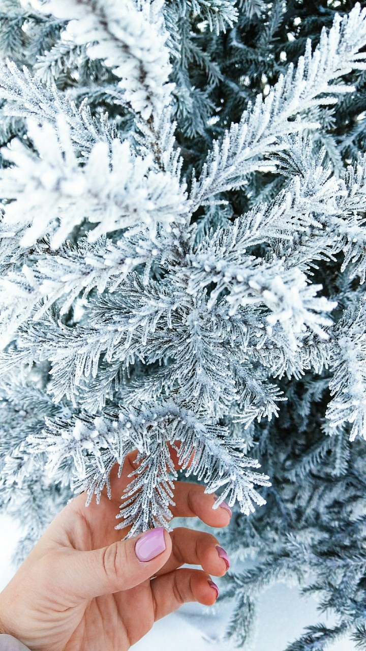 Snow tree