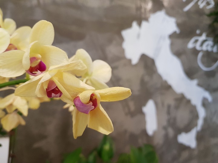 Yellow flower