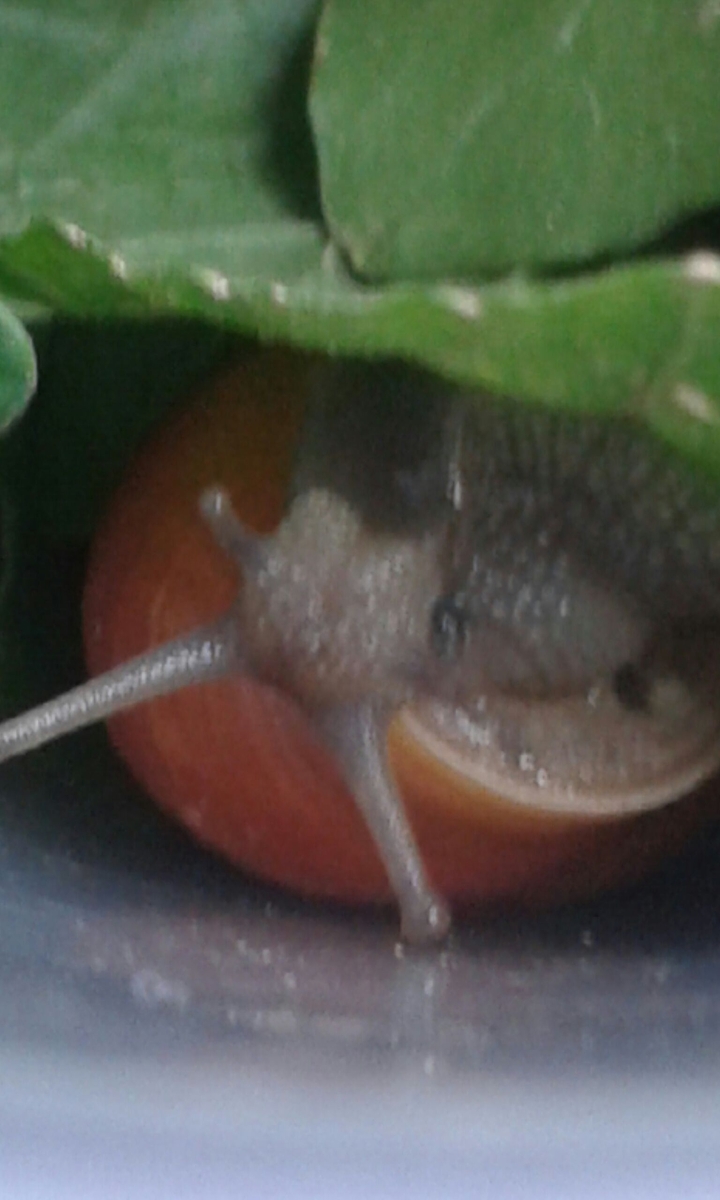 Snail  :)