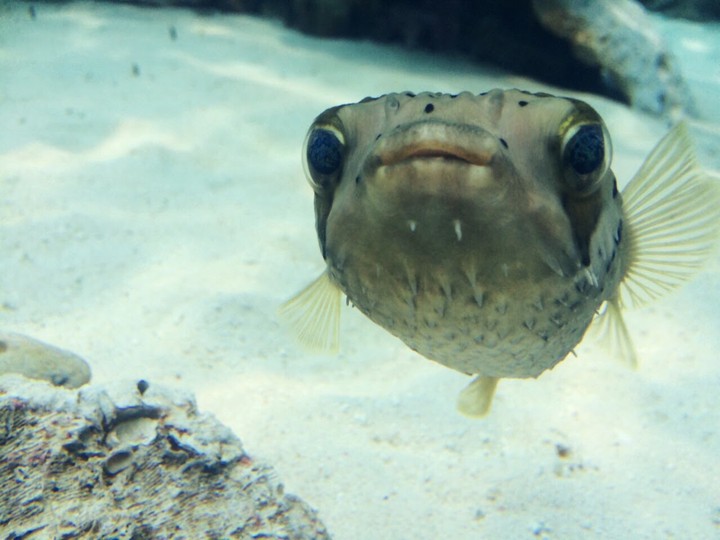 fish