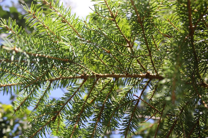 nature
