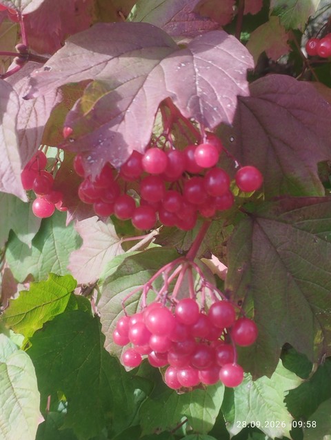 fonds d'écran currant, mountain-ash