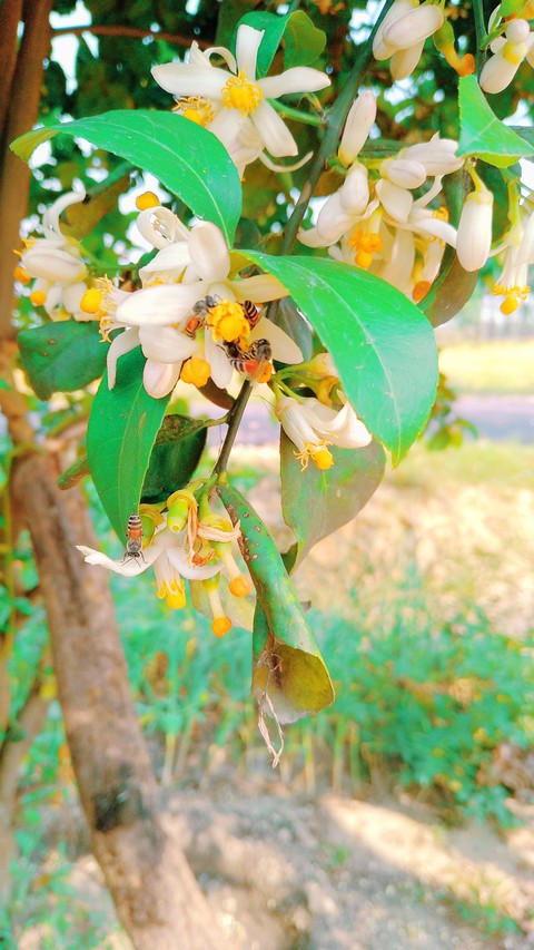 flowers