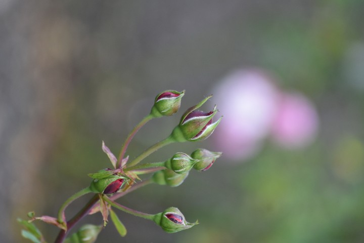 Waiting for my day to Blossom