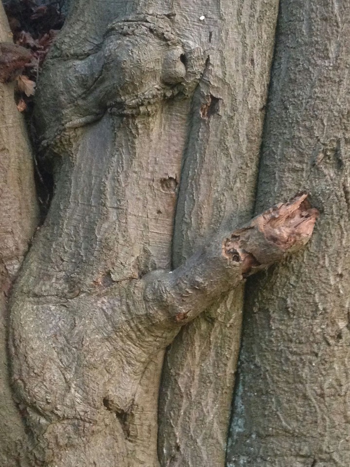A tree
