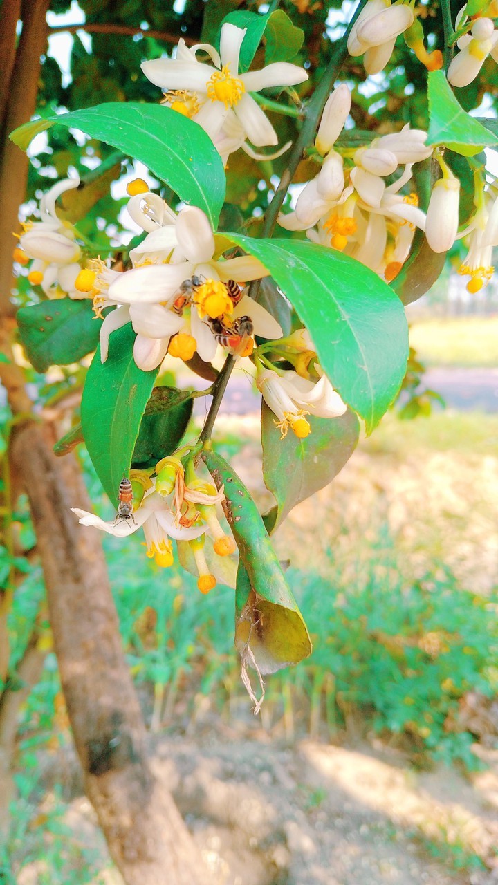 flowers