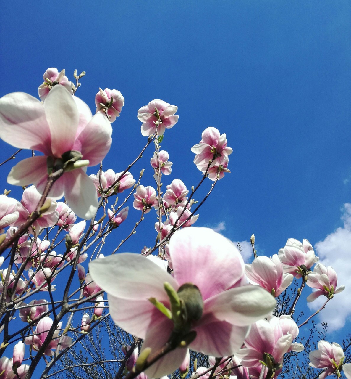 magnolia