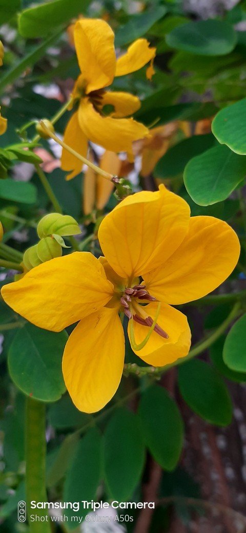 шпалери senna, dicotyledon