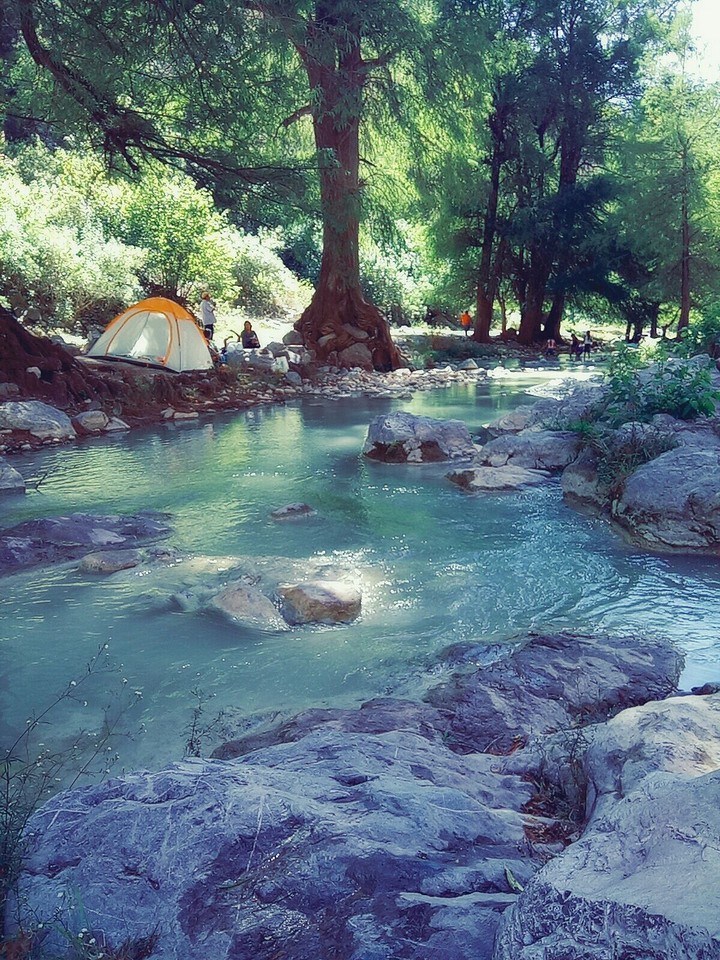 bosque