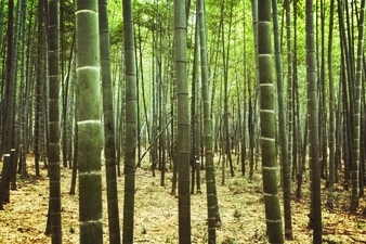 bamboo Forrest