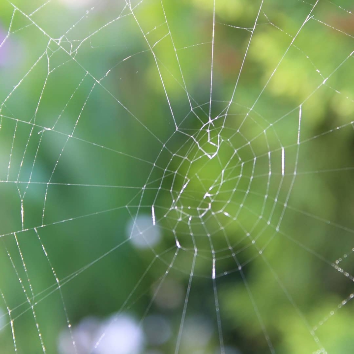 web