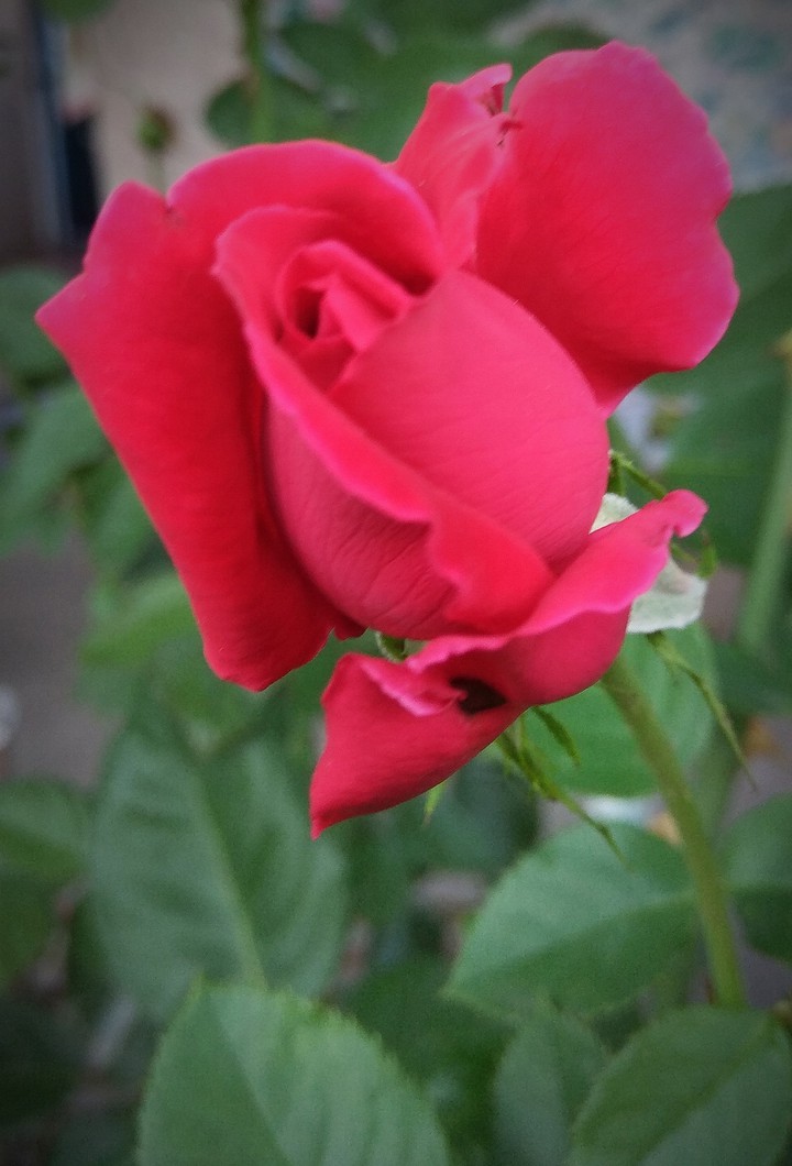 red little rouse