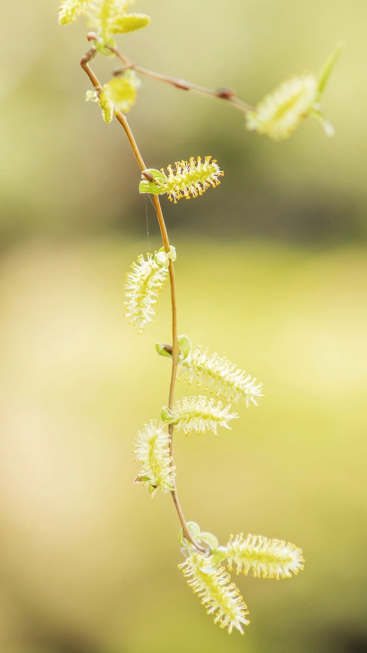 Tiny Plants
