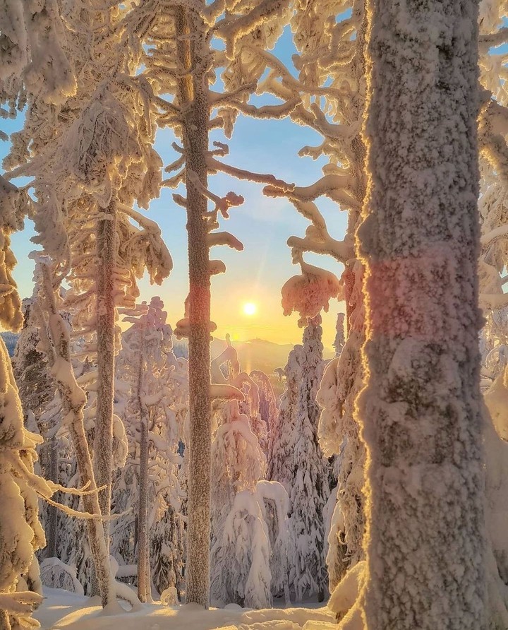 sunrise, forest, freezing..