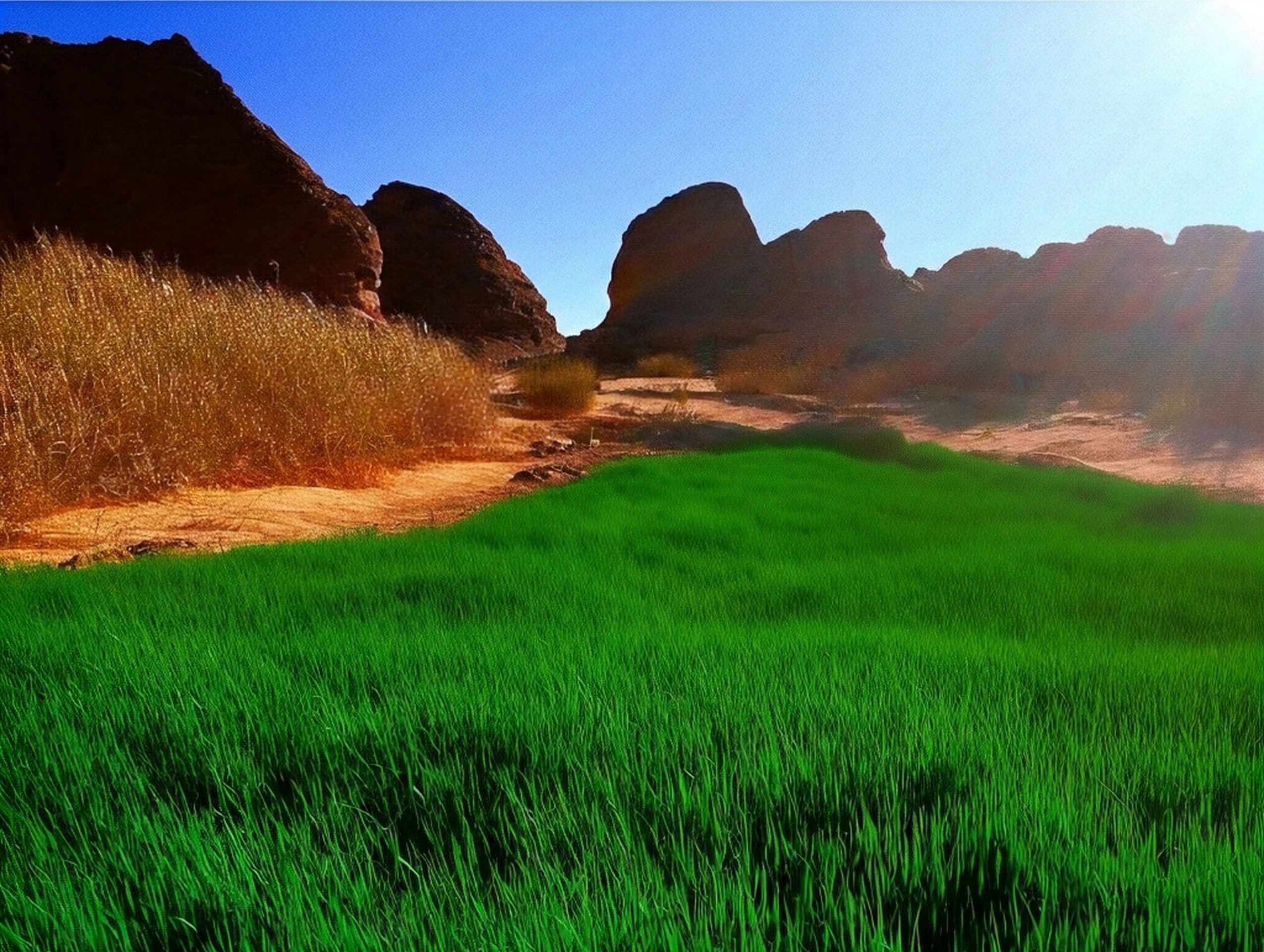 tapety grass, grasses