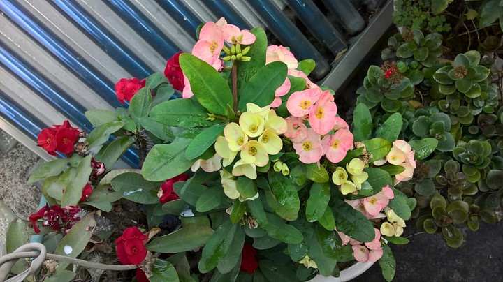My flowers
