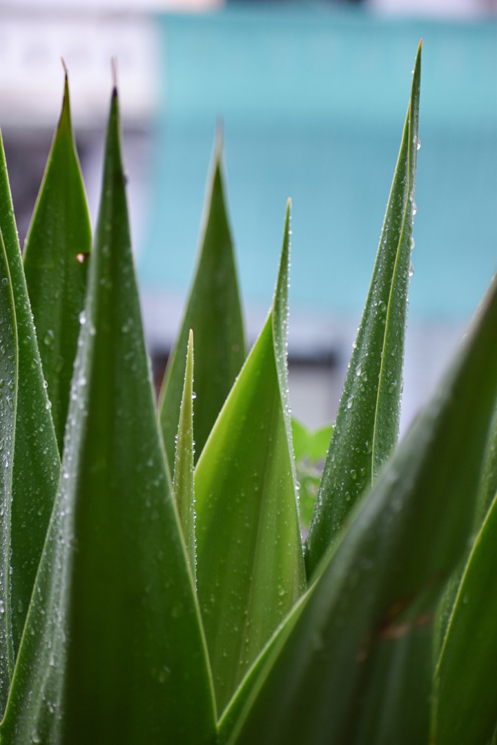 Leaves with rain droplets