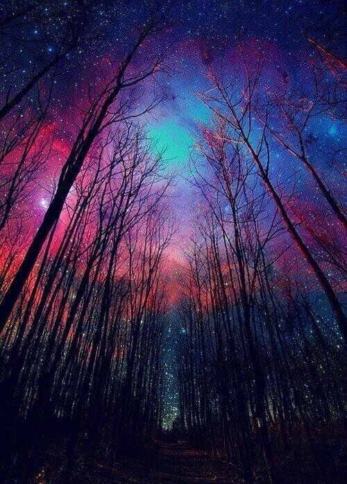 Forest and intrigue