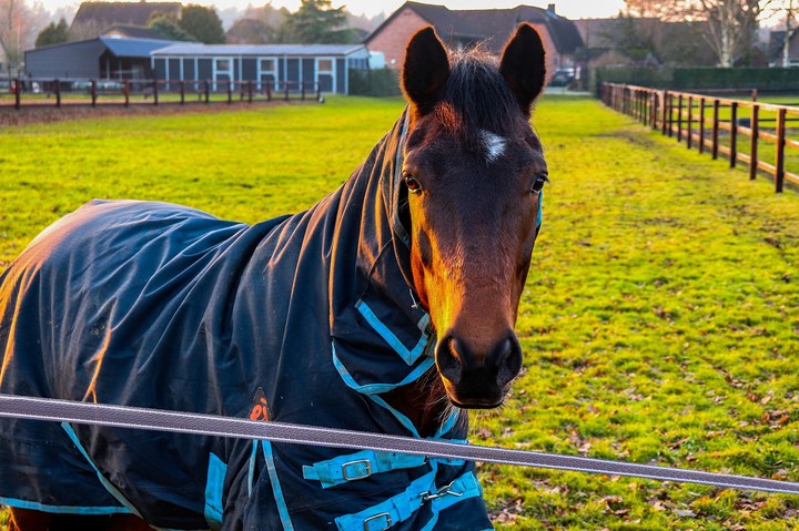 horse