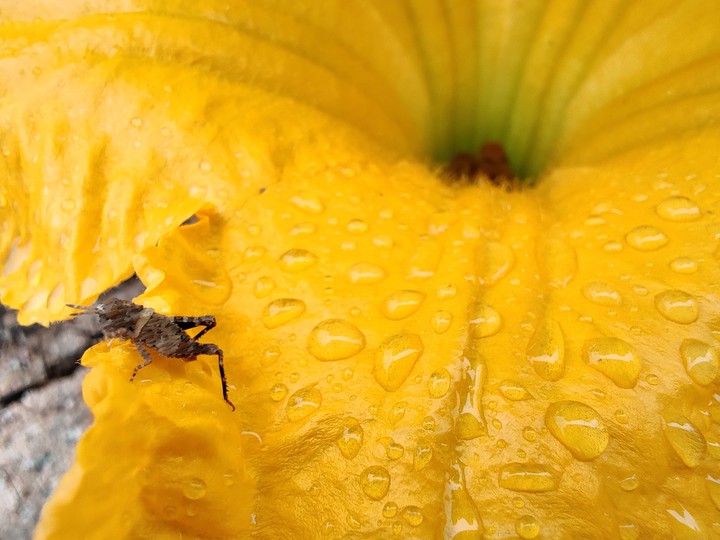Nature's marvel