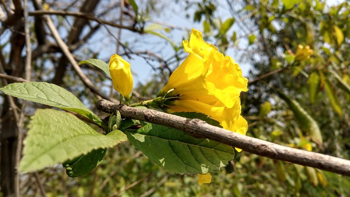 flower