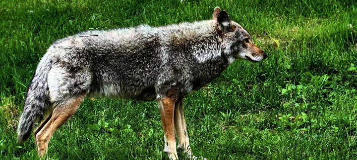 wolf