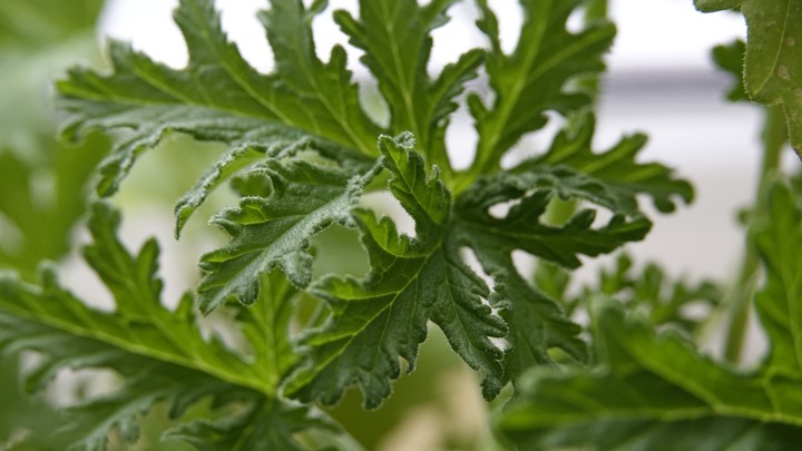 plant