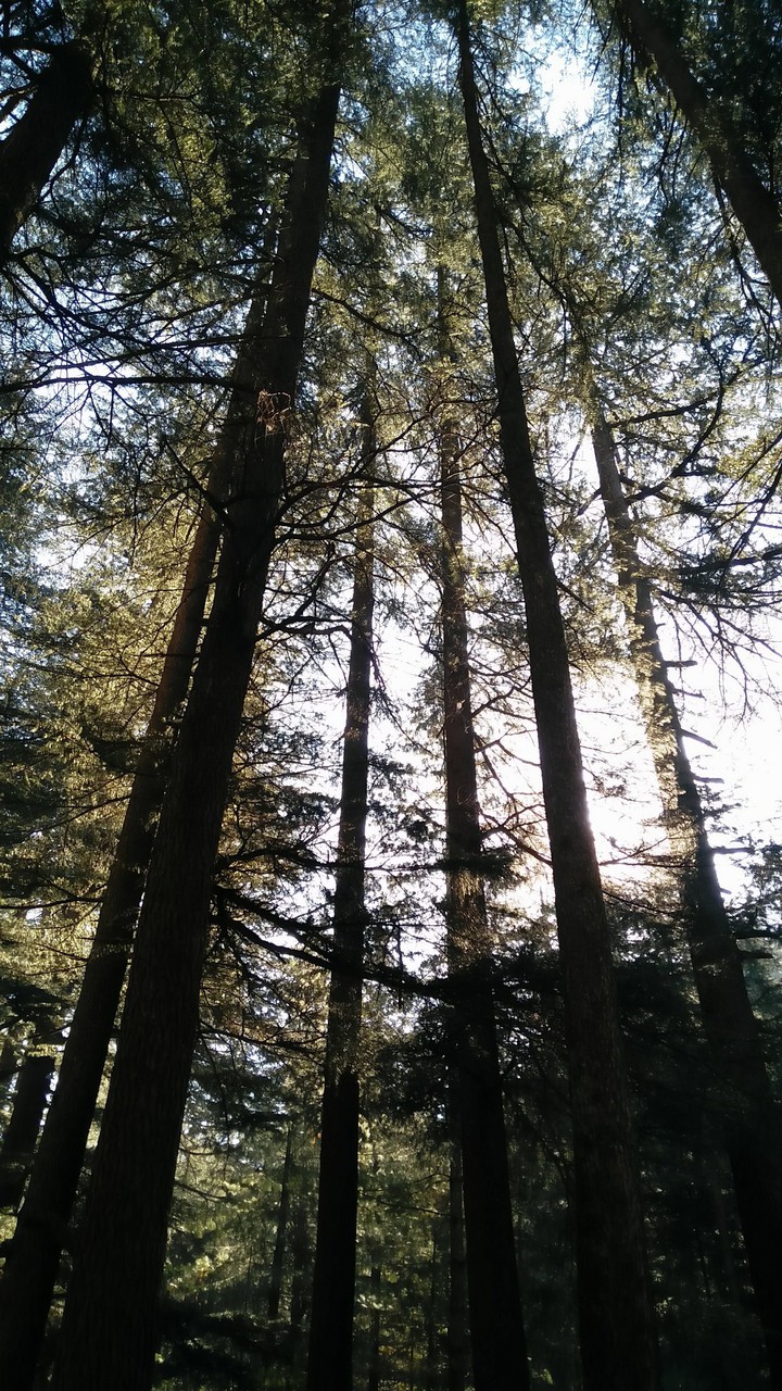 tree