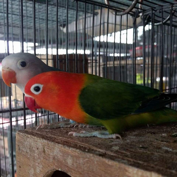 Red  opaline​